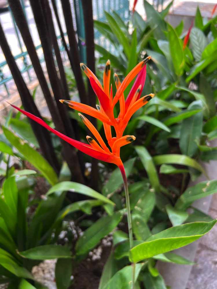 clinica de psicologia em bh ailla pacheco00029